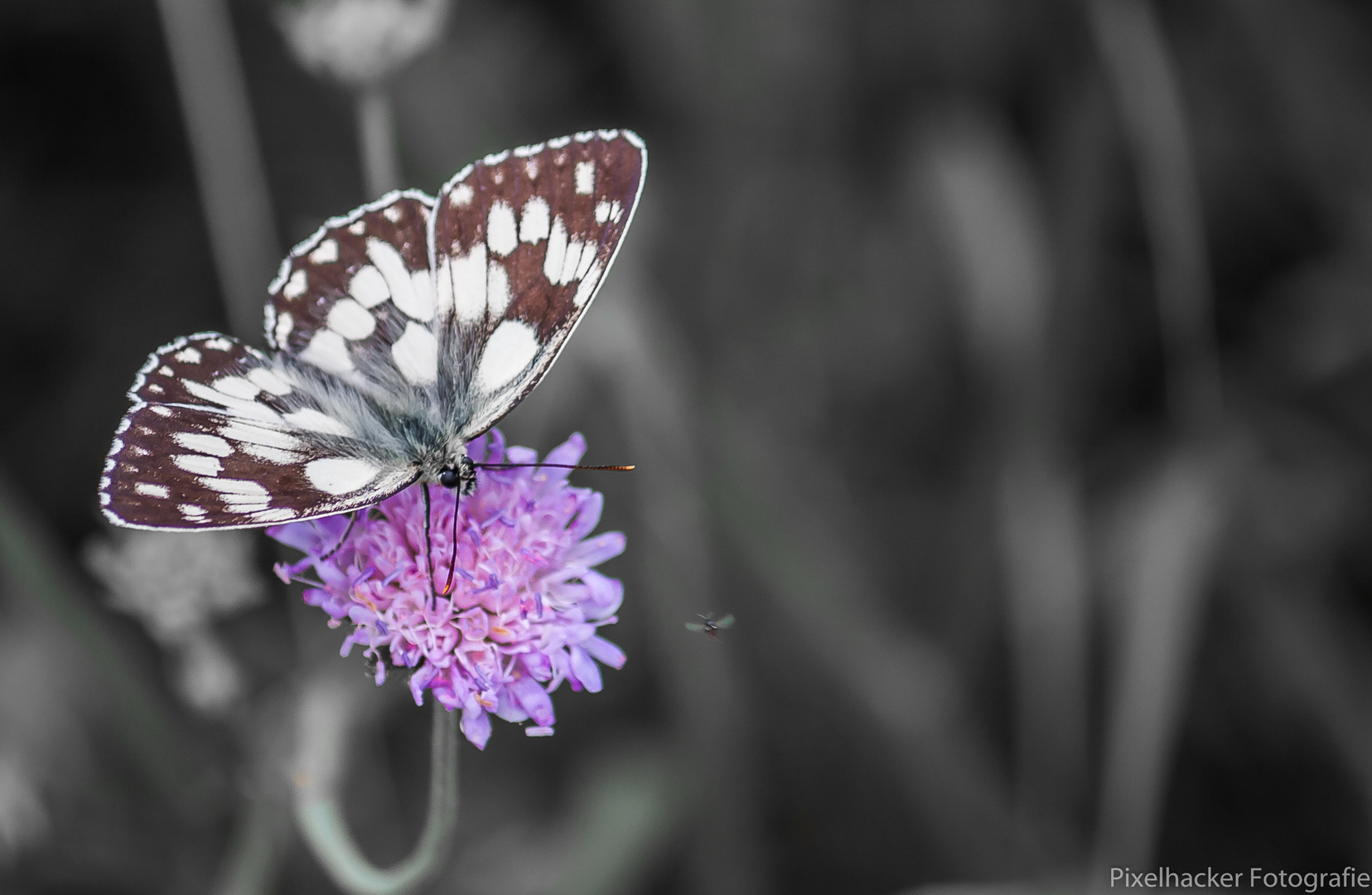 Was guggst du, meine Blüte