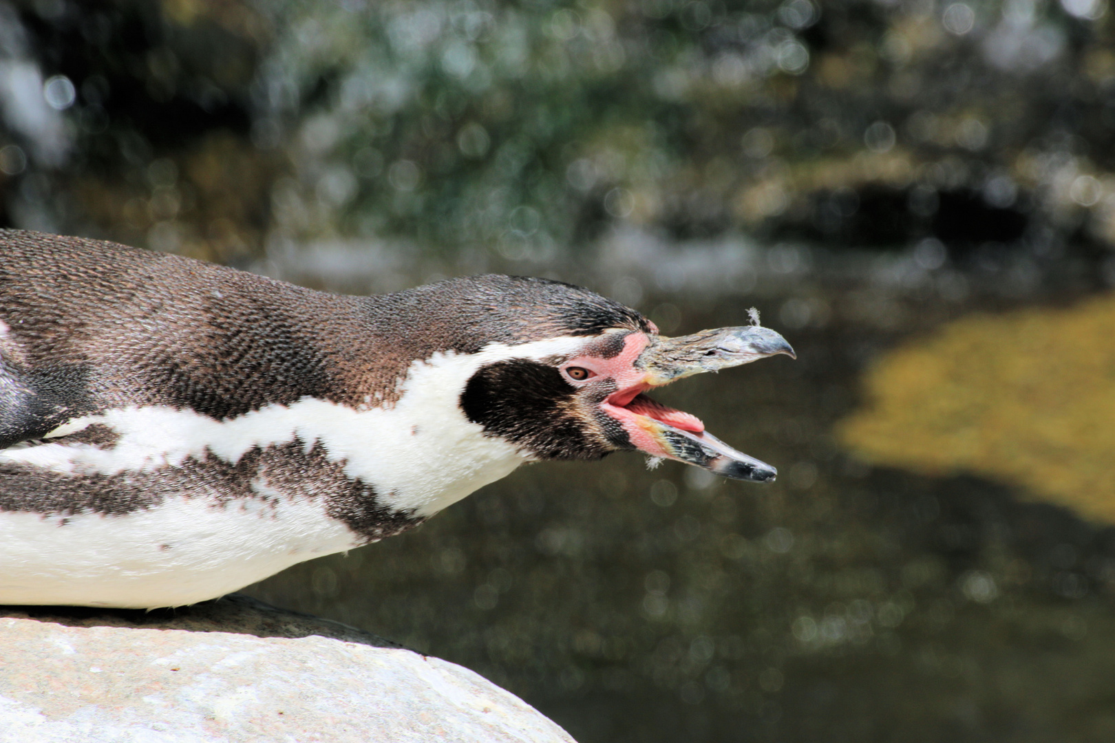 "Was guggst du, no nie ´n Pinguin geseh´n?!"