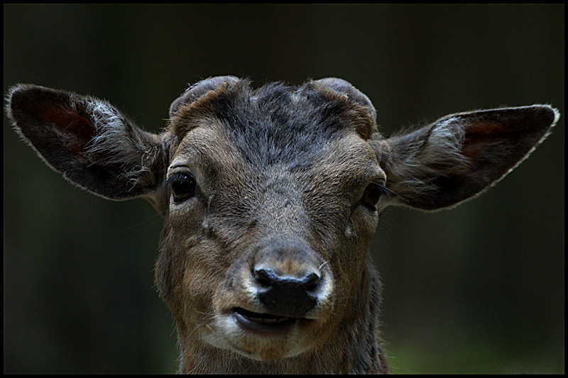 Was gugst du?