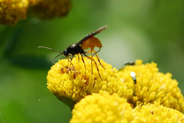 Was habe ich hier erwischt?