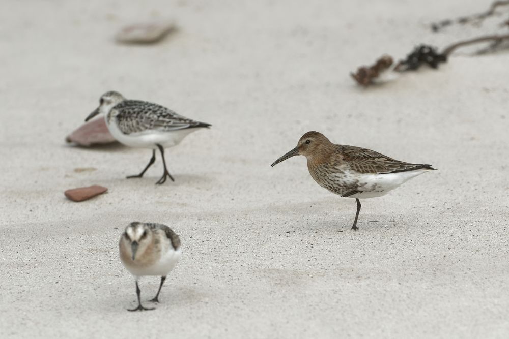 Was habe ich nun wieder falsch gemacht...? Alpenstrandläufer 