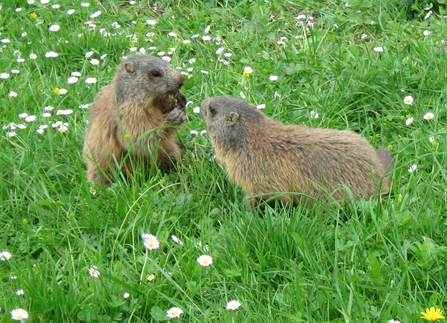 Was haben die Murmeltiere sich wohl zusagen ?