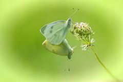 Was haben eigentlich Schmetterlinge im Bauch