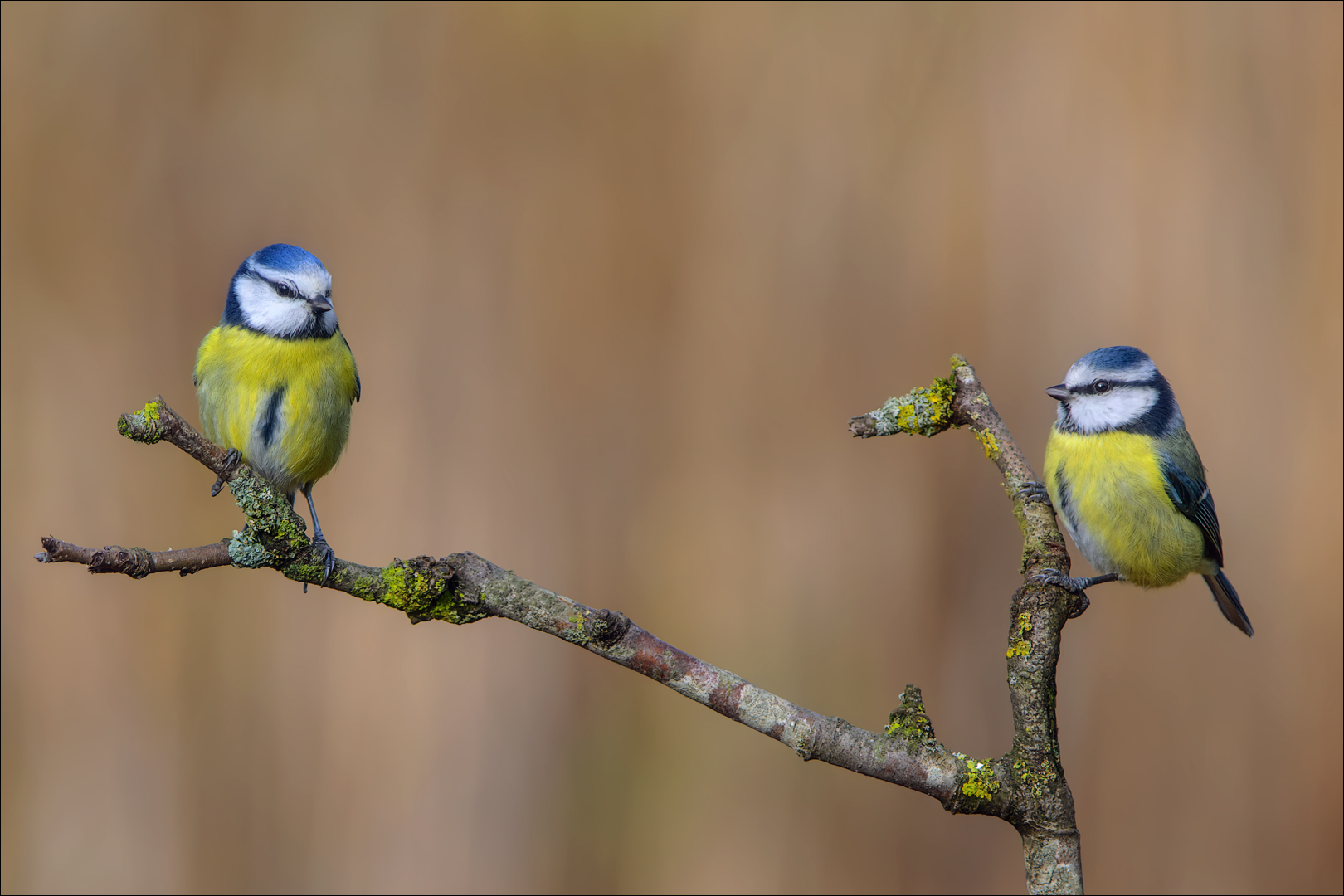 Was haben Sie sich zu sagen? Foto & Bild tiere, wildlife, wild