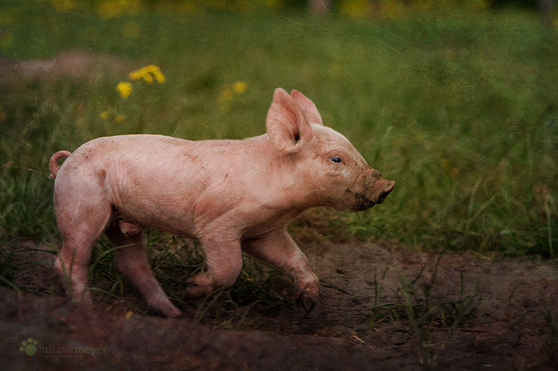 Was haben wir hier Schwein....