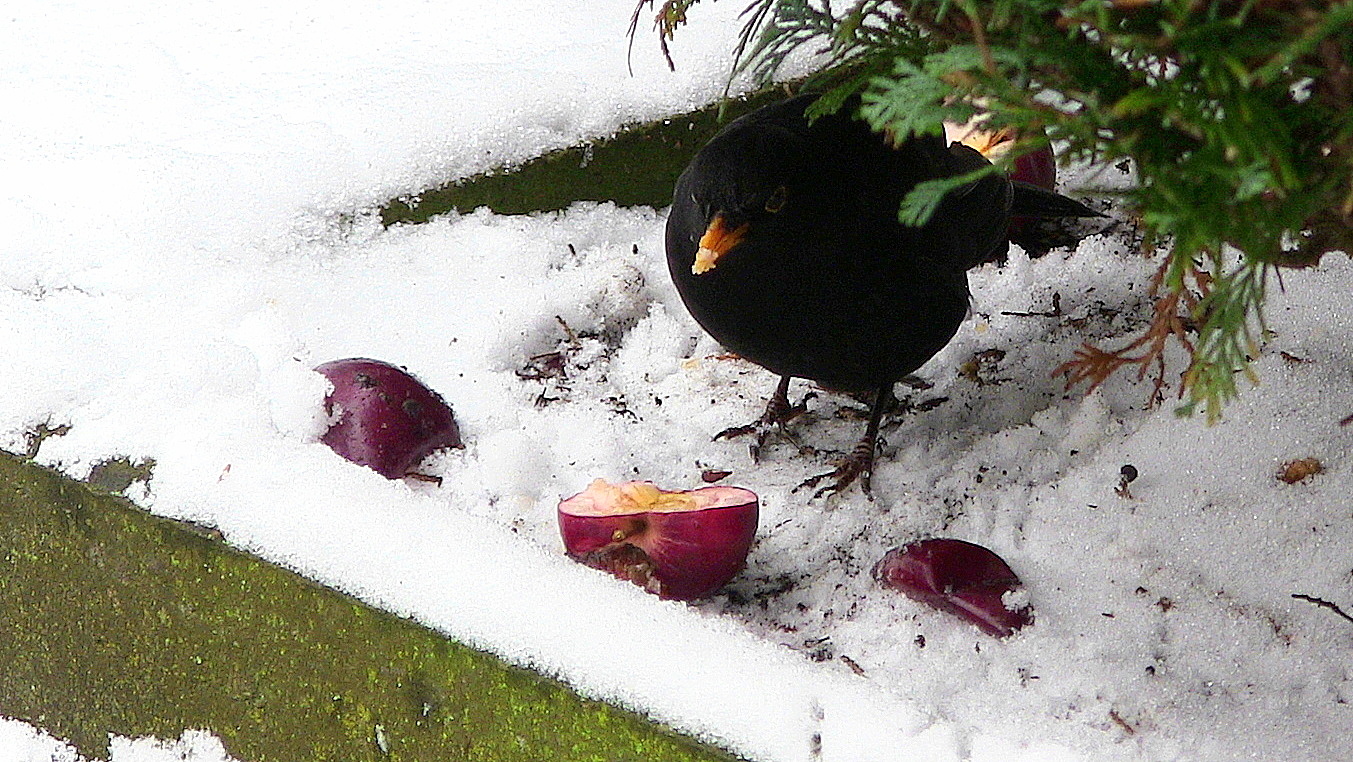 was hängt da am Nasenspitzel