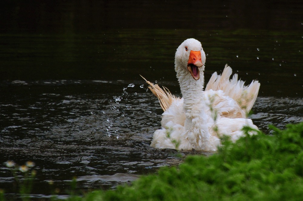 Was hast Du gesagt , dumme Gans ........