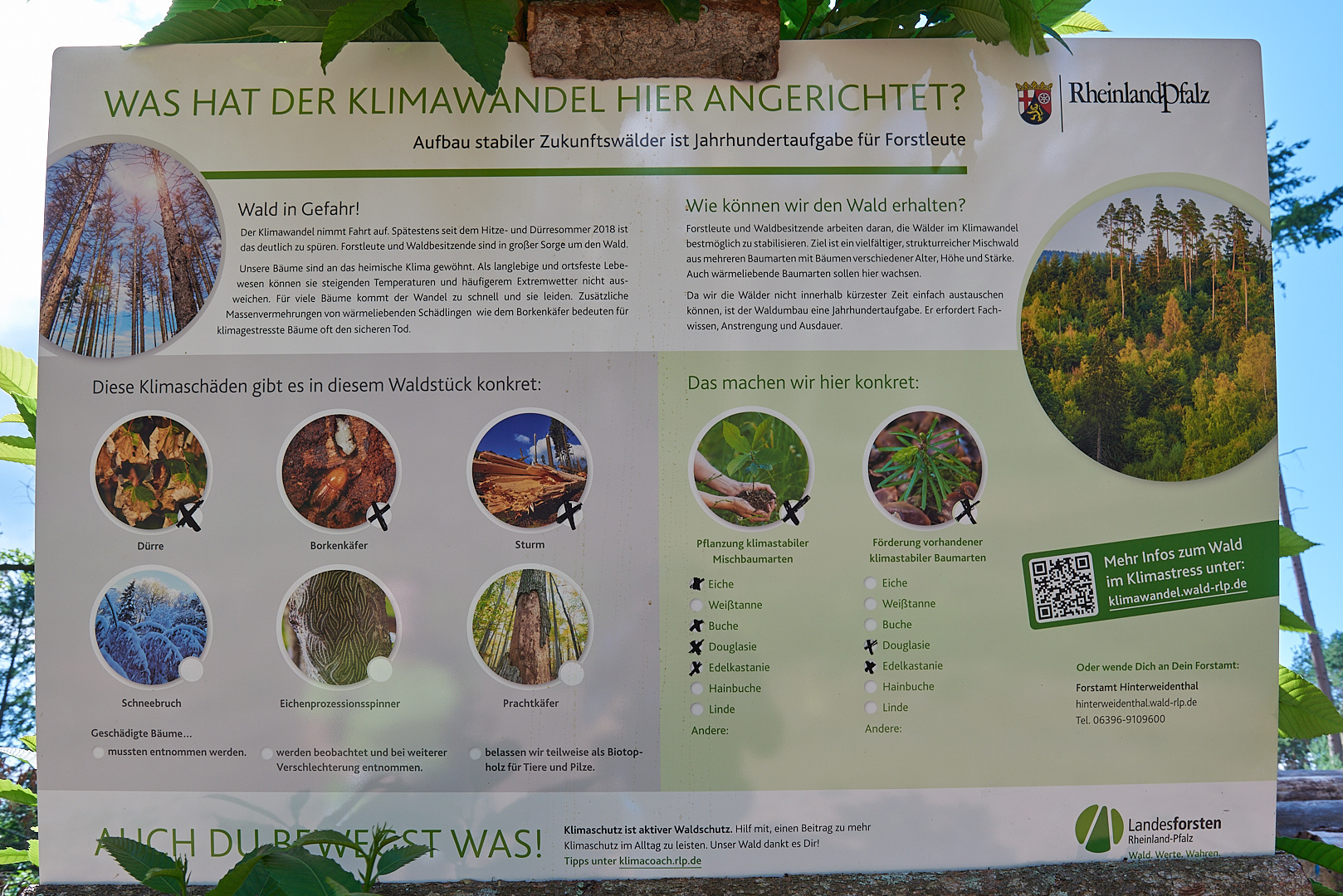 Was hat der Klimawandel mit unserem Wald ???