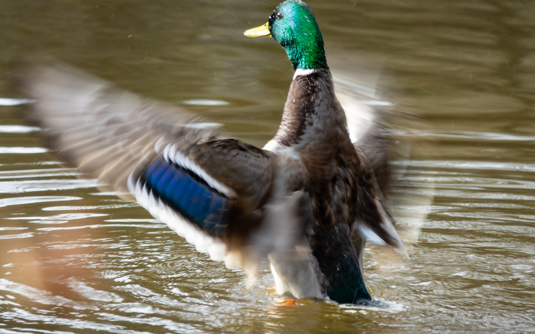 Was hat die Ente erschreckt ..