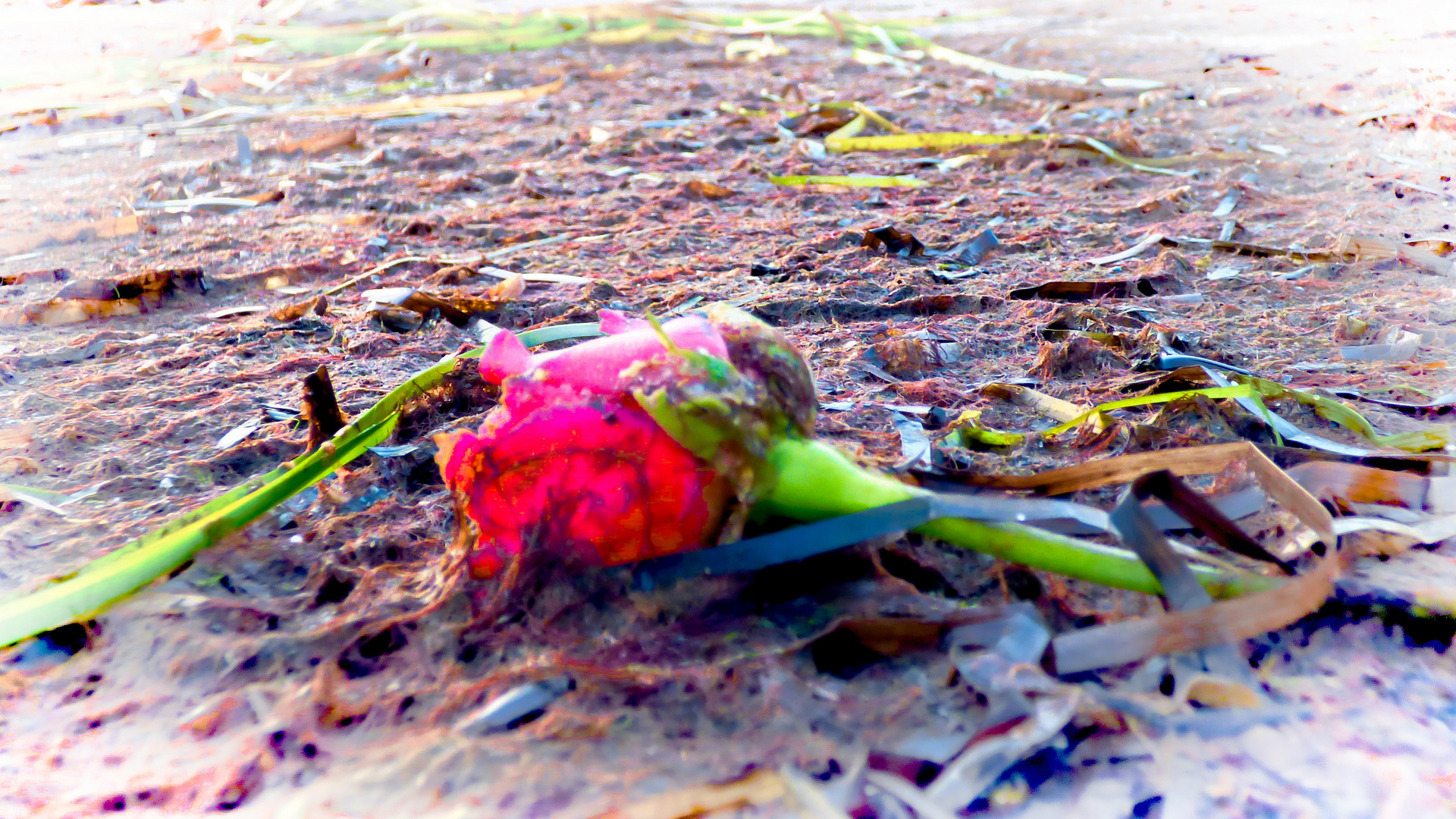 Was hat die Rose...