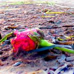 Was hat die Rose...