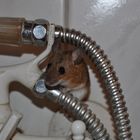 Was hat die Waldmaus im Badezimmer zu suchen?