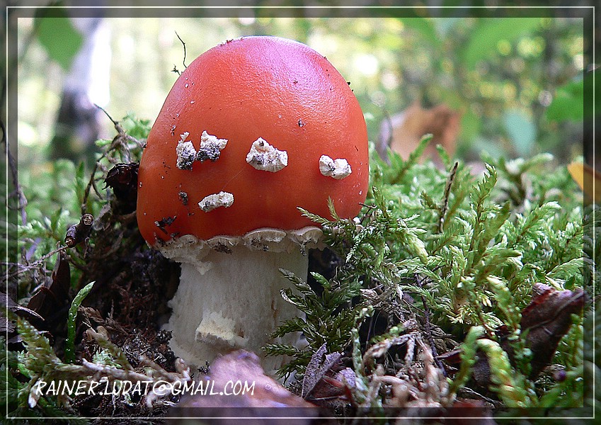 Was hat ein Fliegenpilz mit Fliegen zu tun?