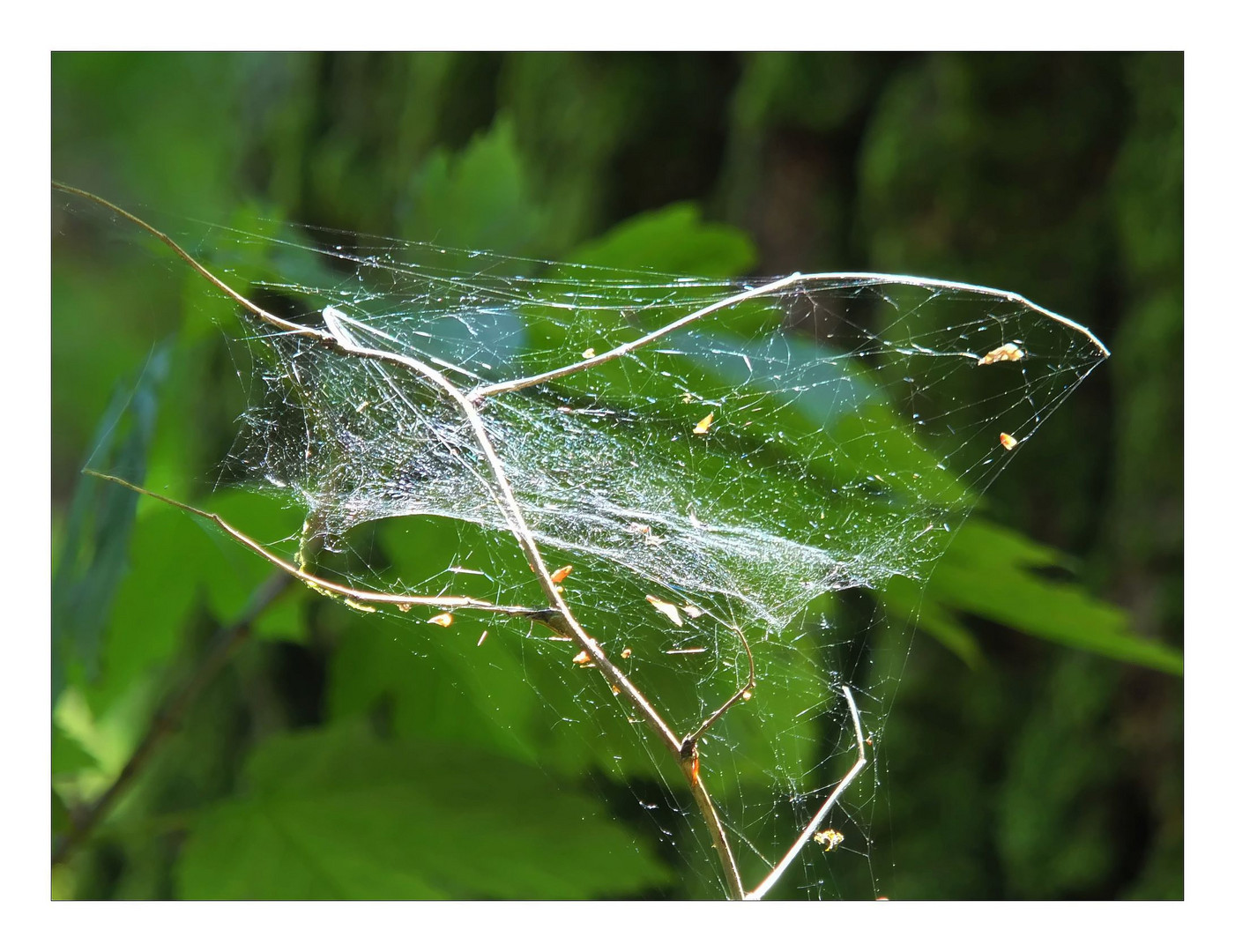 Was hat sich die Spinne nur dabei gedacht ???