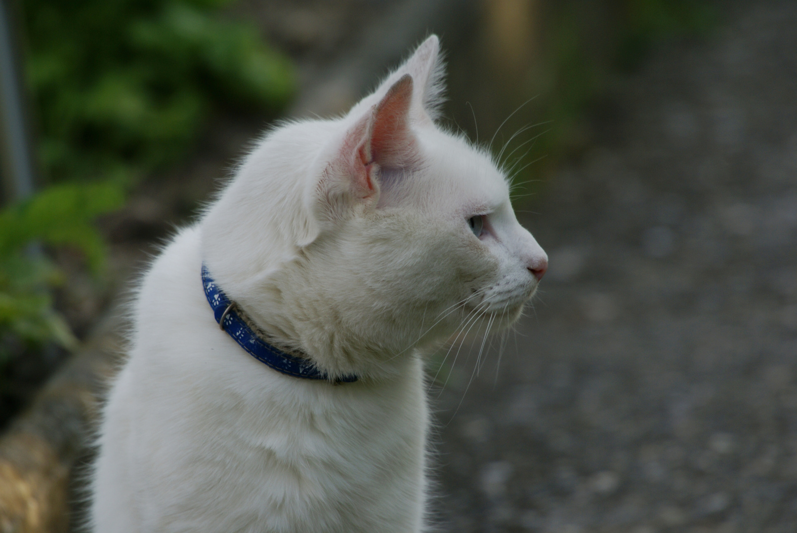 Was hat wohl der weisse Kater entdeckt?