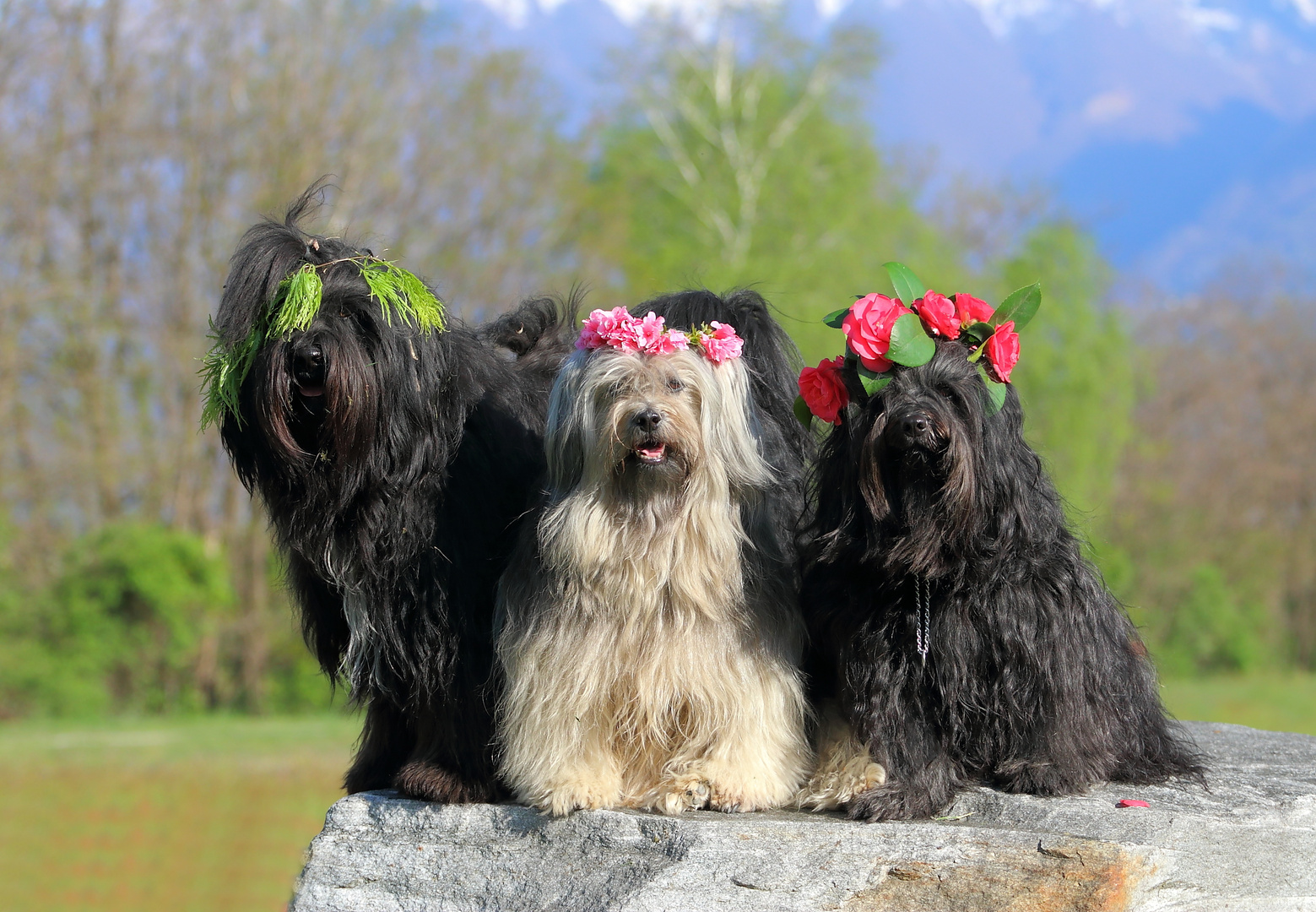 Was heisst hier Bergfrühling.....?