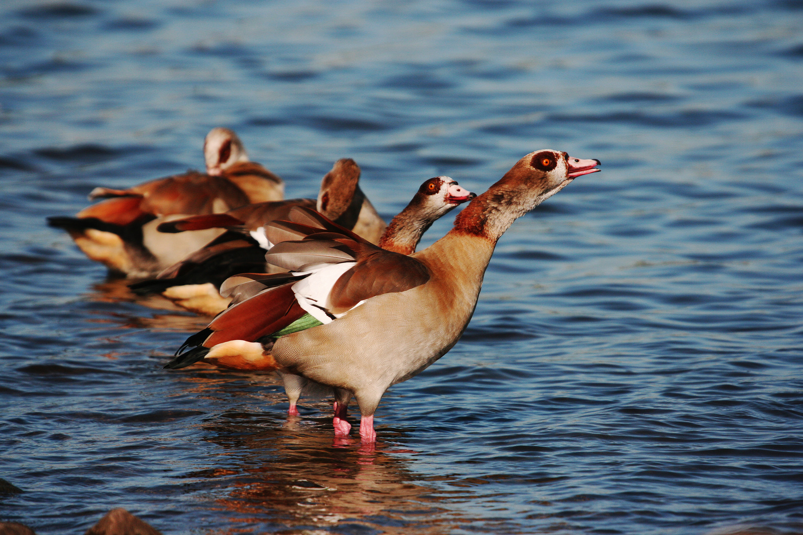 was heißt hier dumme Gans !!!!