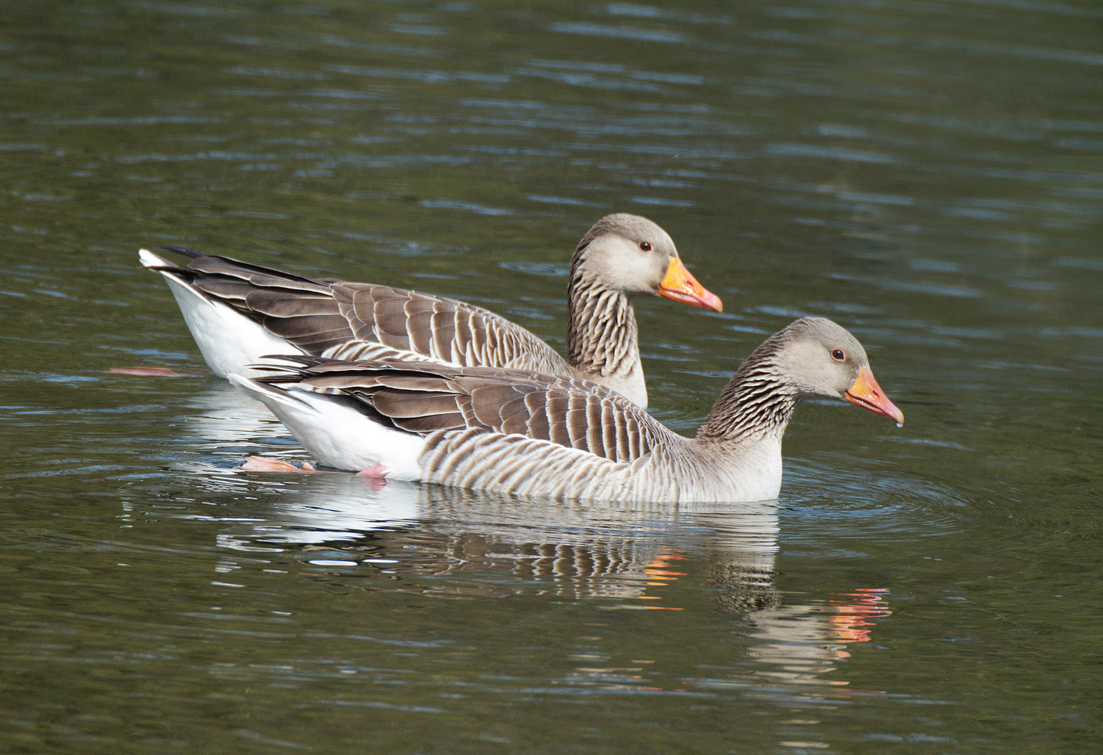 Was heißt hier dumme Gans? Wir Gänse sind auch nur Menschen