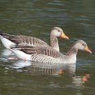 Was heißt hier dumme Gans? Wir Gänse sind auch nur Menschen