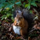 Was heißt hier hamstern?