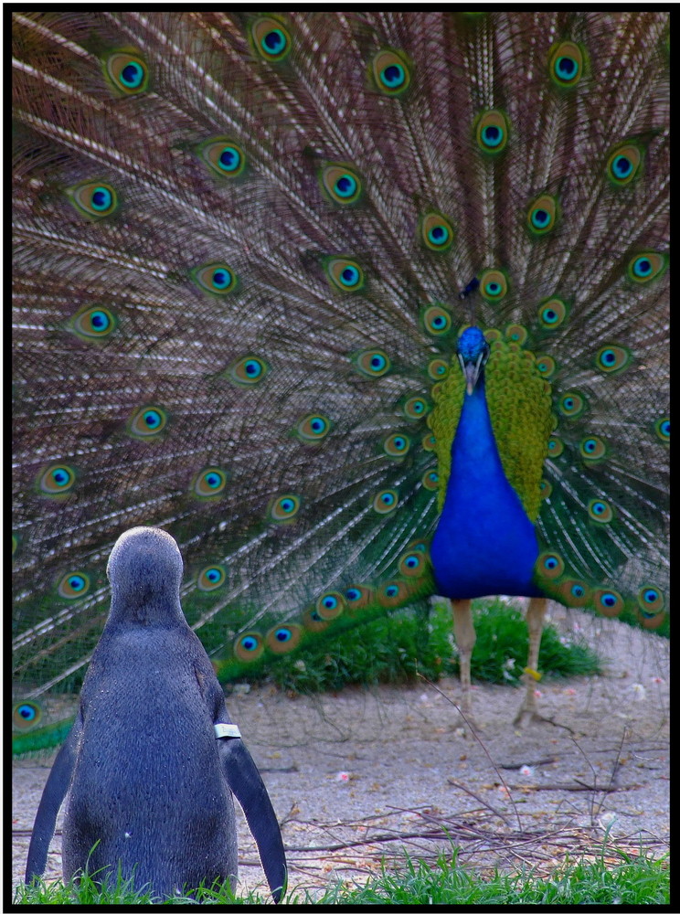 Was heißt hier komischer Vogel?