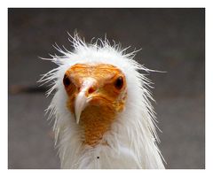 Was heißt hier komischer Vogel???