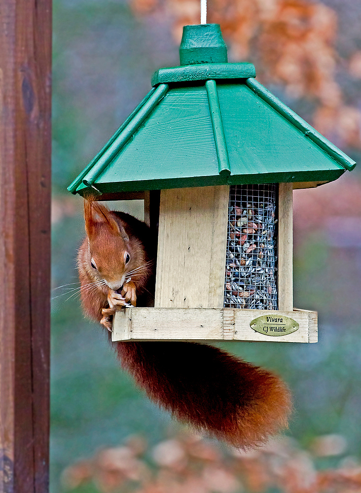 Was heißt hier Vogelfutter?