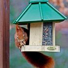 Was heißt hier Vogelfutter?