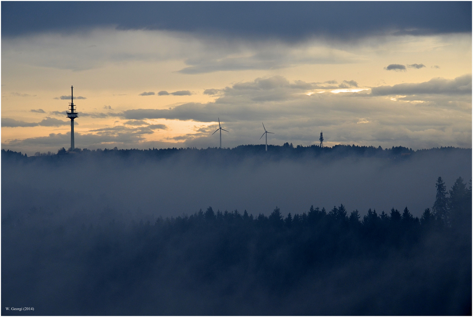 Was heute so alles im Wald wächst ....