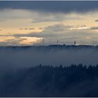 Was heute so alles im Wald wächst ....