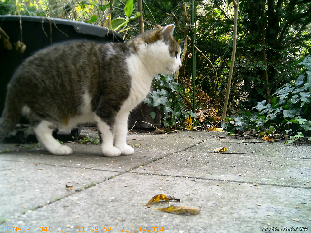 Was hier die Katze so zögern....