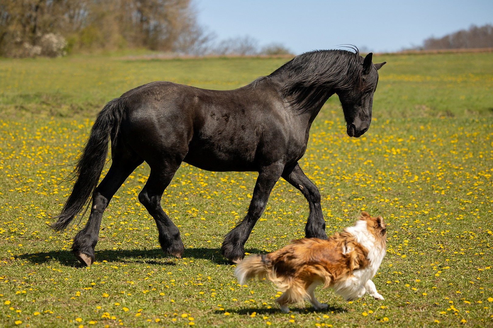 Was Hütehunde so machen ...