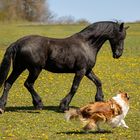 Was Hütehunde so machen ...