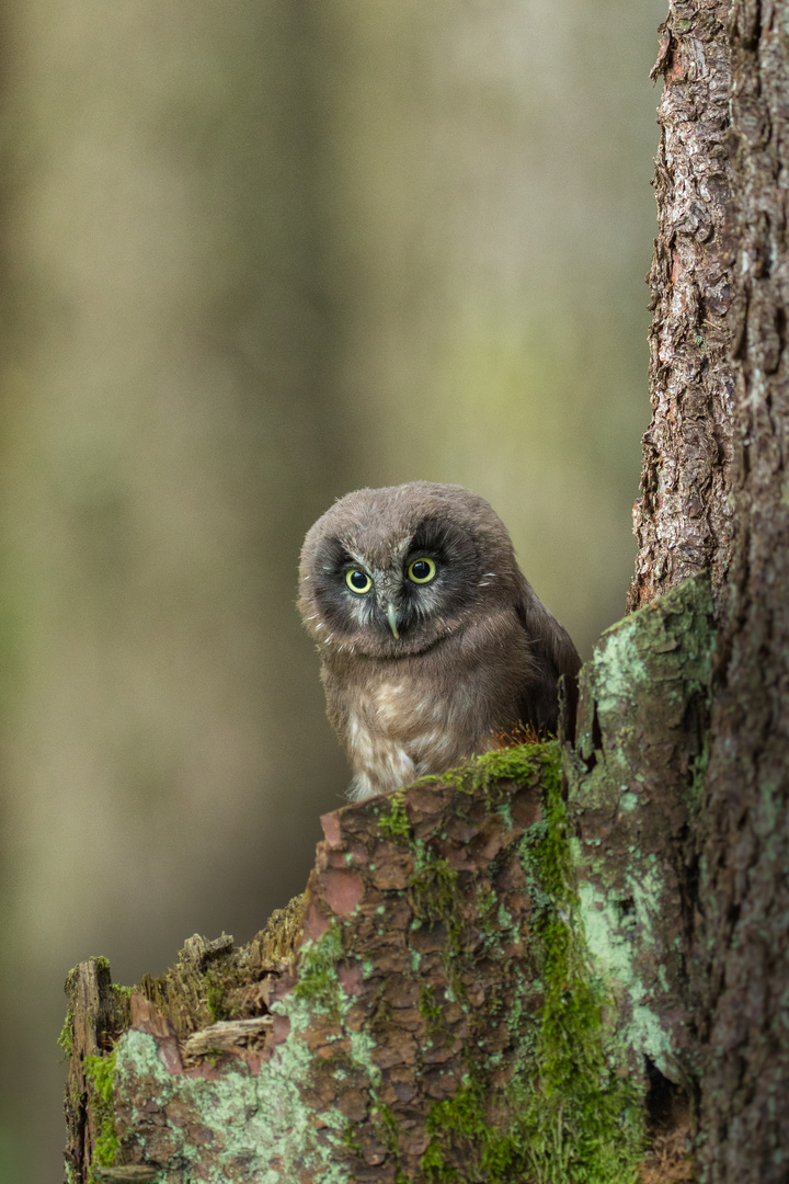 Was huscht da am Waldboden...