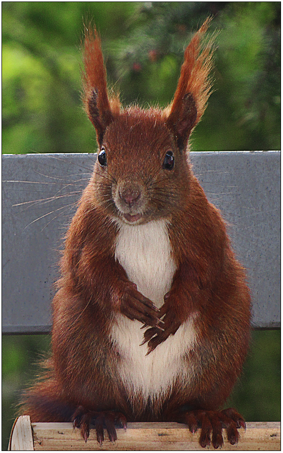 Was Ich Bin Zu Dick Foto Bild Tiere Wildlife Saugetiere Bilder Auf Fotocommunity