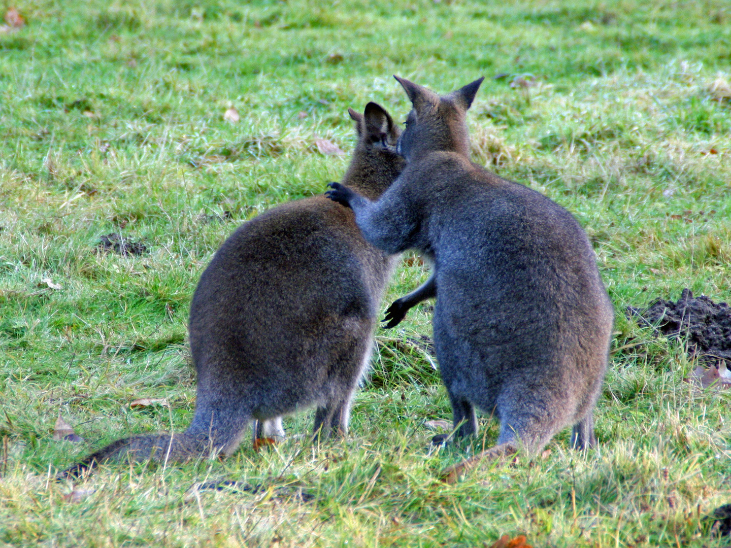 "Was ich dir immer schon mal sagen wollte....!" Foto & Bild tiere