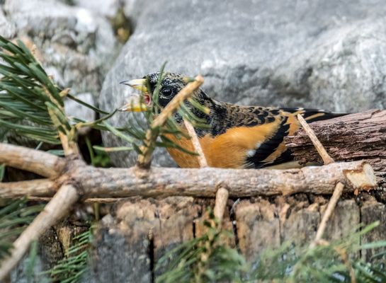 "Was ich find, fress ich lieber"