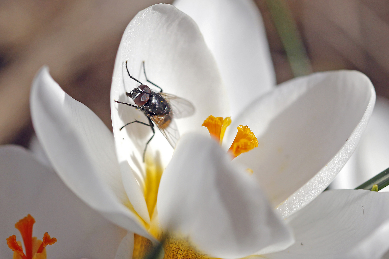 Was ihr dort im Krokus wohl schmeckt?