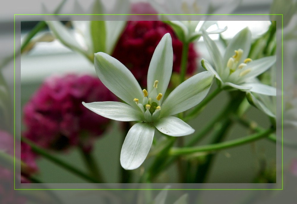 Was im Garten so blüht...