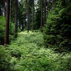 Was im Wald wirklich geschieht: Heute „Die Elfenrutsche“