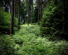 Was im Wald wirklich geschieht: Heute „Die Elfenrutsche“