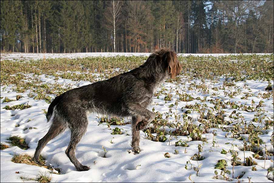 was in der Nase haben. Foto & Bild tiere, haustiere, hunde Bilder auf