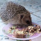 Was in einen Igel so reinpasst ! 