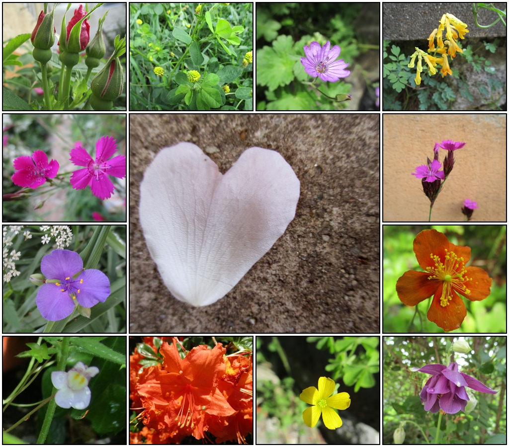 Was in meinem wilden Garten jetzt so blüht Foto &amp; Bild
