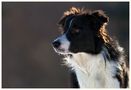 Border Collie-Craig