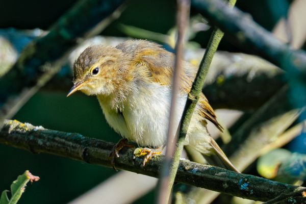 Was ist da unten los? Fitis