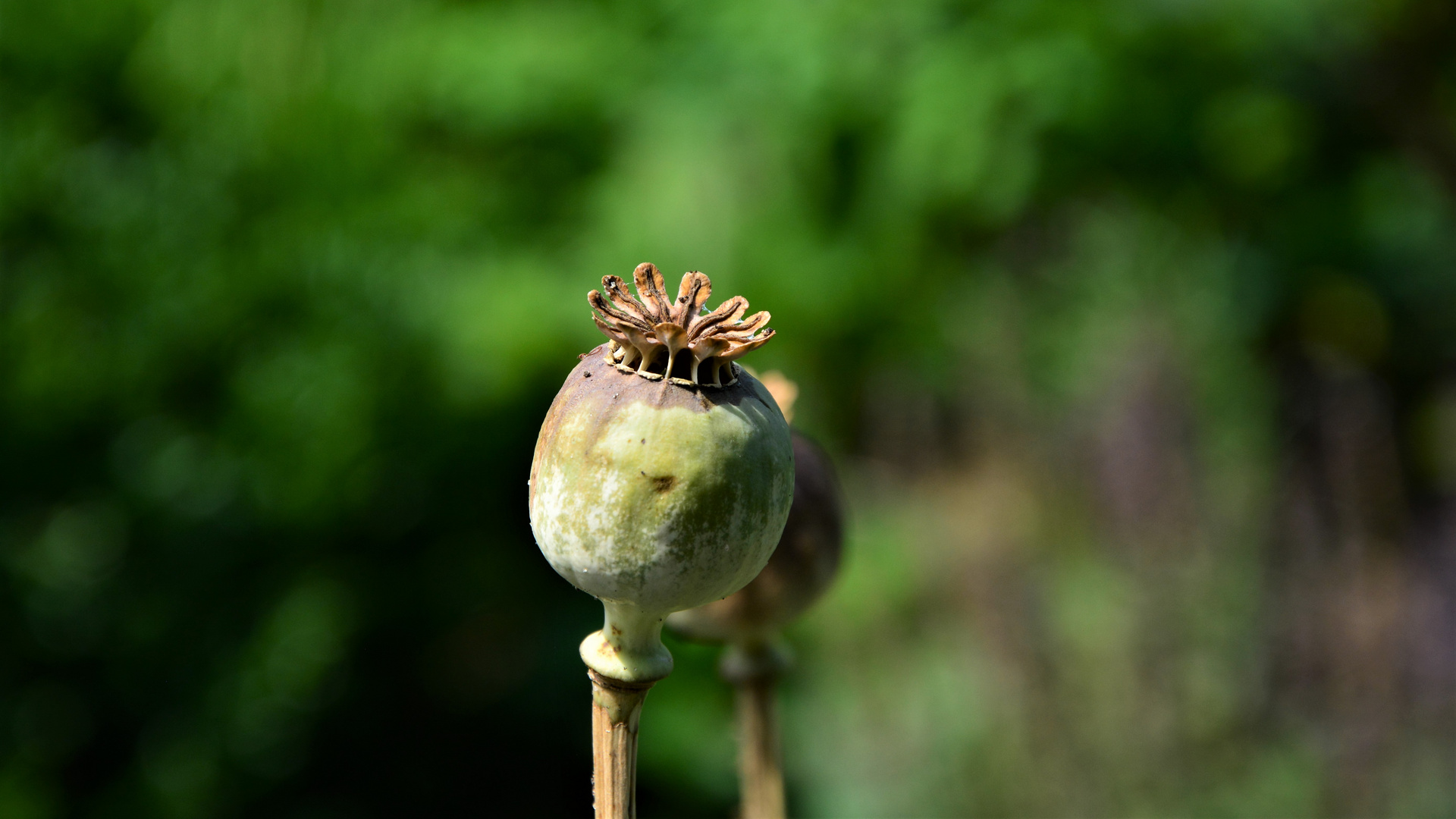 Was ist das.....# Foto & Bild | fotos, sommer, makro Bilder auf