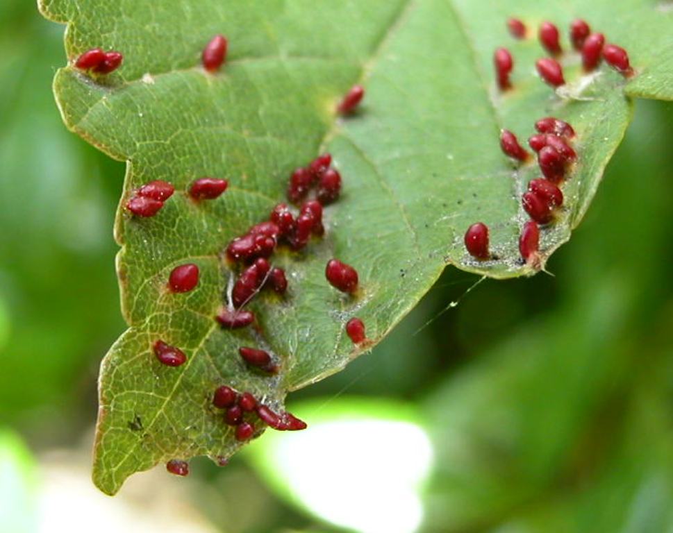 Was ist das auf dem Blatt