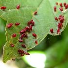 Was ist das auf dem Blatt