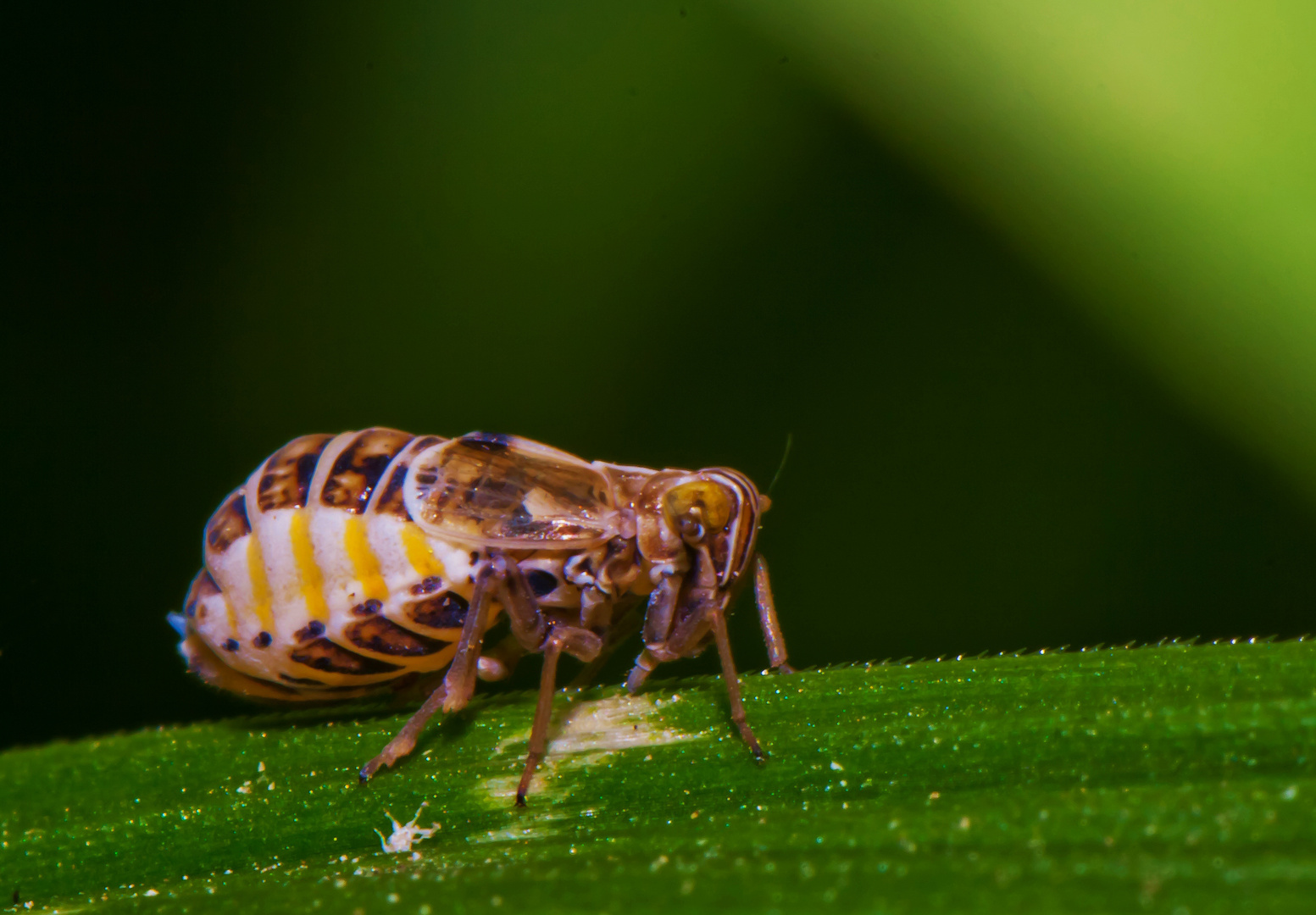 Was ist das? ca. 2 mm groß